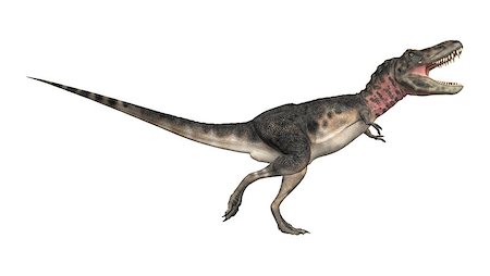 3D digital render of a dinosaur tarbosaurus running isolated on white background Stock Photo - Budget Royalty-Free & Subscription, Code: 400-08315553