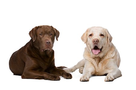 simsearch:400-08314966,k - Two Labrador dogs lying in front of a white background Fotografie stock - Microstock e Abbonamento, Codice: 400-08316079