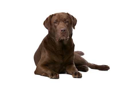 simsearch:400-08314976,k - Chocolate Labrador in front of a white background Stock Photo - Budget Royalty-Free & Subscription, Code: 400-08316081