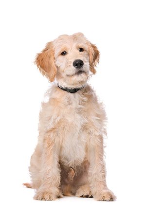 simsearch:400-08318823,k - Beige Labradoodle dog in front of a white background Foto de stock - Royalty-Free Super Valor e Assinatura, Número: 400-08316092
