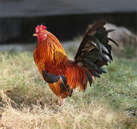 simsearch:400-08678054,k - Beautiful multi colored rooster photographed close up Stock Photo - Budget Royalty-Free & Subscription, Code: 400-08316126