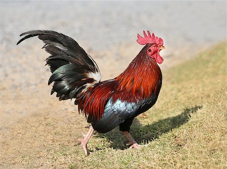simsearch:400-08678054,k - Beautiful multi colored rooster photographed close up Stock Photo - Budget Royalty-Free & Subscription, Code: 400-08316127