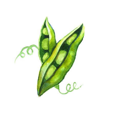 simsearch:400-04785141,k - Pea pods. Watercolor illustration on a white background Stock Photo - Budget Royalty-Free & Subscription, Code: 400-08316173