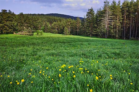 plovdiv - Green Forest Landscape in Rhodopes Mountain, Bulgaria Photographie de stock - Aubaine LD & Abonnement, Code: 400-08316197