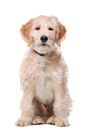 simsearch:400-08314976,k - Beige Labradoodle dog in front of a white background Stockbilder - Microstock & Abonnement, Bildnummer: 400-08316924
