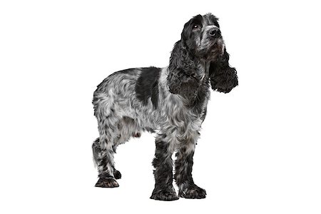 simsearch:400-05713947,k - Dark blue roan Cocker Spaniel in front of a white background Stock Photo - Budget Royalty-Free & Subscription, Code: 400-08316929