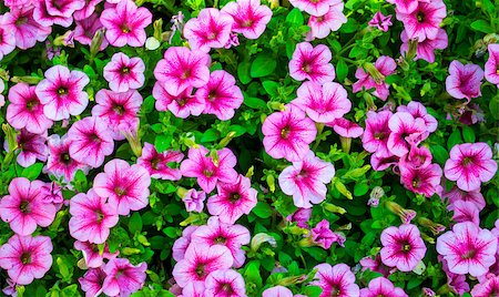 petunia - Petunia Stock Photo - Budget Royalty-Free & Subscription, Code: 400-08317238