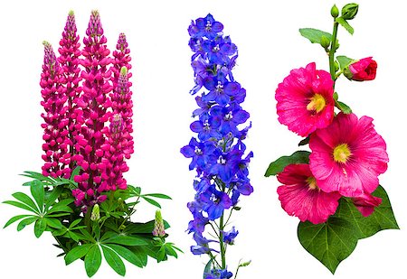 delphinium - Flowers Collection Fotografie stock - Microstock e Abbonamento, Codice: 400-08317277