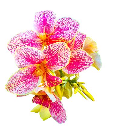 simsearch:400-07676525,k - canna flowers Stockbilder - Microstock & Abonnement, Bildnummer: 400-08317364