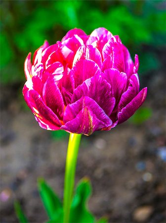 simsearch:400-08555878,k - tulips Foto de stock - Royalty-Free Super Valor e Assinatura, Número: 400-08317405