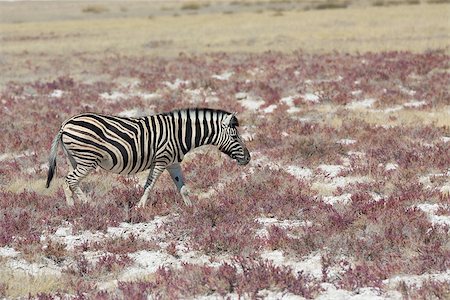 simsearch:400-04429348,k - Side view of zebra in african savannah Stockbilder - Microstock & Abonnement, Bildnummer: 400-08317407