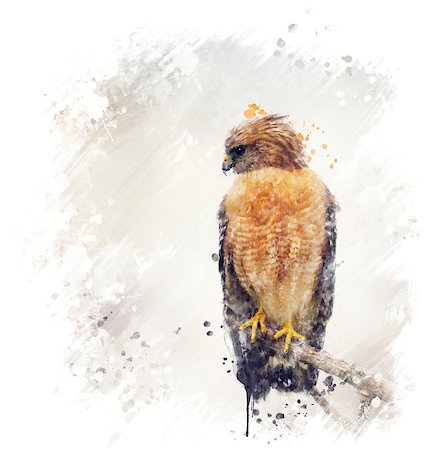 Digital Painting Of Red Shouldered Hawk Stock Photo - Budget Royalty-Free & Subscription, Code: 400-08317554