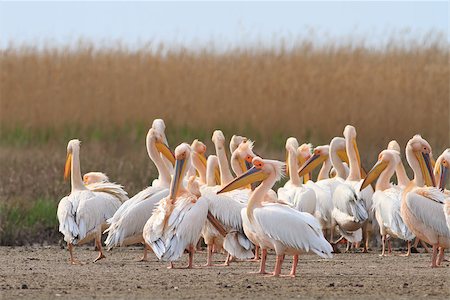 simsearch:400-09275531,k - white pelicans in the Danube Delta, Romania Foto de stock - Super Valor sin royalties y Suscripción, Código: 400-08317734