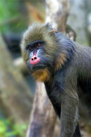 Mandrill Monkey Male Portrait Foto de stock - Super Valor sin royalties y Suscripción, Código: 400-08317777