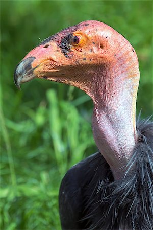 California Condor Standing Closeup Portrait Stockbilder - Microstock & Abonnement, Bildnummer: 400-08317772