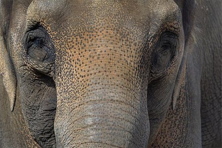 Asian Elephant Closeup Face Portrait Abtract Background Stock Photo - Budget Royalty-Free & Subscription, Code: 400-08317773