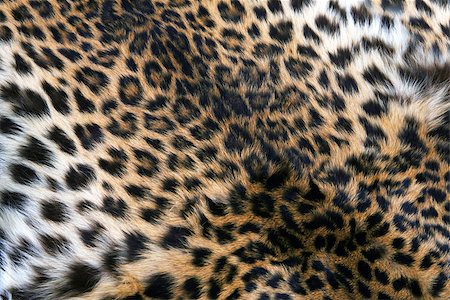 Full screen high resolution shot of a skin of the leopard. Good for a texture or a background Stock Photo - Budget Royalty-Free & Subscription, Code: 400-08317815
