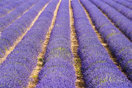 Detail of a beautiful lavender filed in Provence, France Stock Photo - Budget Royalty-Free & Subscription, Code: 400-08318154