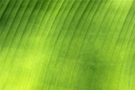 beautiful green palm leaf photographed close up Photographie de stock - Aubaine LD & Abonnement, Code: 400-08318199