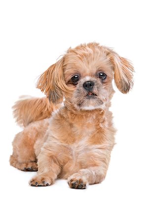 simsearch:400-08318823,k - Mixed breed dog in front of a white background Foto de stock - Royalty-Free Super Valor e Assinatura, Número: 400-08318816