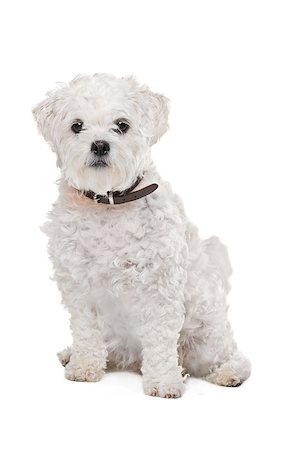 simsearch:400-08318823,k - Mixed breed dog in front of a white background Foto de stock - Royalty-Free Super Valor e Assinatura, Número: 400-08318825