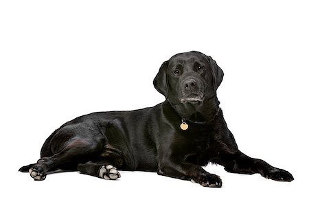 simsearch:400-08314976,k - black ten years old Labrador in front of a white background Stockbilder - Microstock & Abonnement, Bildnummer: 400-08318826