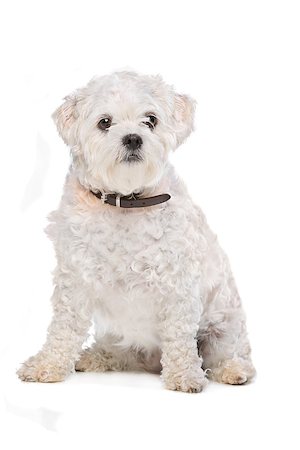 simsearch:400-08318823,k - Mixed breed dog in front of a white background Foto de stock - Royalty-Free Super Valor e Assinatura, Número: 400-08318827