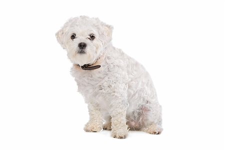 simsearch:400-08318823,k - Mixed breed dog in front of a white background Foto de stock - Royalty-Free Super Valor e Assinatura, Número: 400-08318828