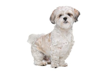 simsearch:400-08318823,k - Mixed breed dog in front of a white background Foto de stock - Royalty-Free Super Valor e Assinatura, Número: 400-08318822