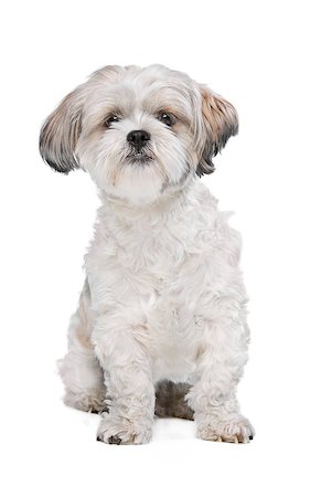 simsearch:400-08318823,k - Mixed breed dog in front of a white background Foto de stock - Royalty-Free Super Valor e Assinatura, Número: 400-08318823
