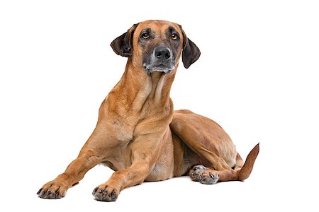 eriklam (artist) - Rhodesian Ridgeback in front of a white background Stock Photo - Budget Royalty-Free & Subscription, Code: 400-08318831