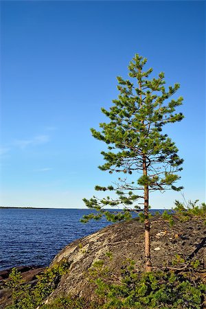 Rocky island with Pine. North Karelia, Russia Stock Photo - Budget Royalty-Free & Subscription, Code: 400-08318881