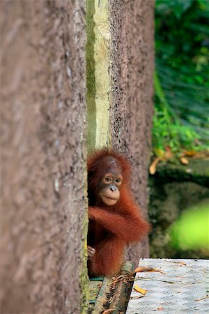 simsearch:862-07909935,k - Orangutan. Photographed at a zoo Photographie de stock - Aubaine LD & Abonnement, Code: 400-08318904