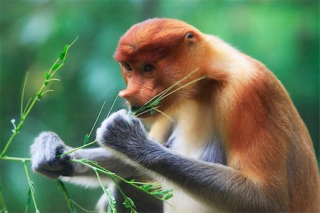 simsearch:879-09100530,k - Proboscis Monkeys, Nasalis larvatus, or long-nosed monkeys, the worlds most endangered primates, are endemic to the mangrove forests of the Southeast Asian island of Borneo. Proboscis Monkey Sanctuary, Sandakan, Sabah, Malaysia. Photographie de stock - Aubaine LD & Abonnement, Code: 400-08318905