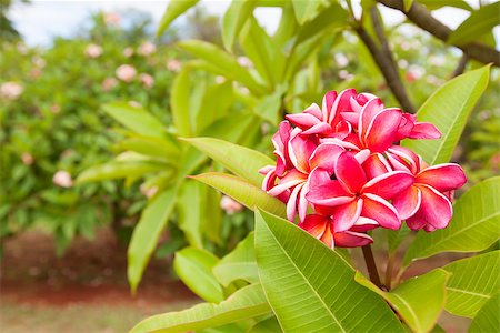 simsearch:400-08047111,k - close-up of blooming plumeria flowers in tropical garden at kauai island, hawaii Stock Photo - Budget Royalty-Free & Subscription, Code: 400-08318923