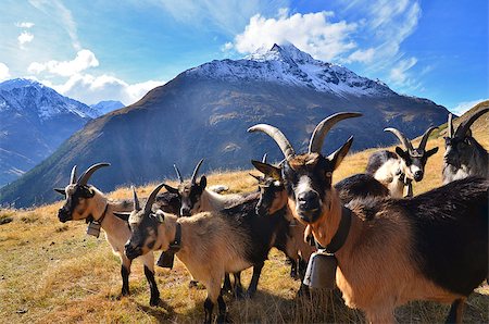 studio023 (artist) - herd of goats in the high mountains, a goat farm in the mountains Foto de stock - Super Valor sin royalties y Suscripción, Código: 400-08319378