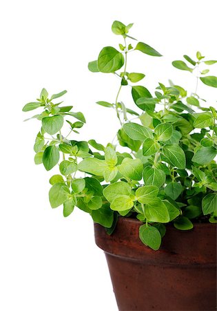 potted herbs - Oregano plant in a clay pot. Short depth of field. Stock Photo - Budget Royalty-Free & Subscription, Code: 400-08319387