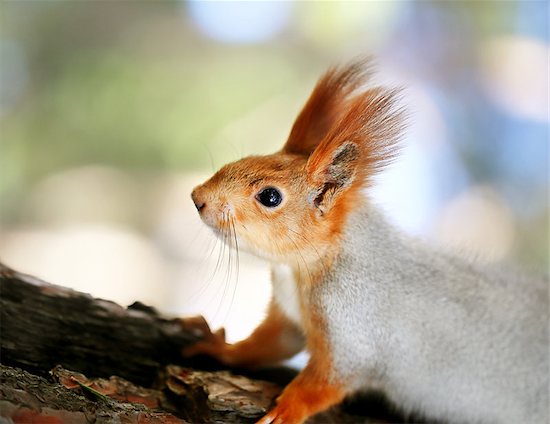 Beautiful portrait of a squirrel is photographed close-up Foto de stock - Sin royalties, Artista: tanor, Código de la imagen: 400-08319674