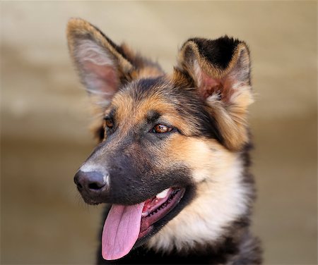 simsearch:400-06127601,k - Beautiful puppy dog Shepherd photographed close up Photographie de stock - Aubaine LD & Abonnement, Code: 400-08319678