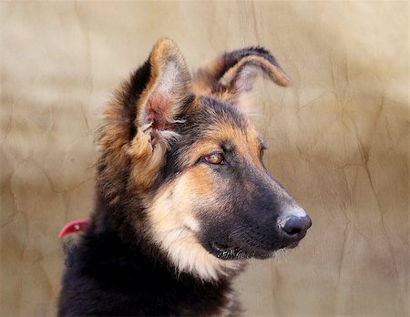 simsearch:400-06108834,k - Beautiful portrait of a dog is photographed close-up Photographie de stock - Aubaine LD & Abonnement, Code: 400-08319680