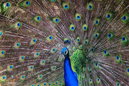 simsearch:400-07464044,k - A beautiful male peacock showing off its colorful feathers Stock Photo - Budget Royalty-Free & Subscription, Code: 400-08319800