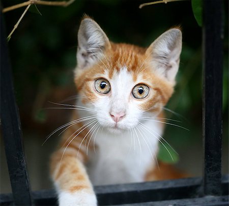 simsearch:400-08159172,k - Beautiful red cat looks big round eyes Photographie de stock - Aubaine LD & Abonnement, Code: 400-08319946