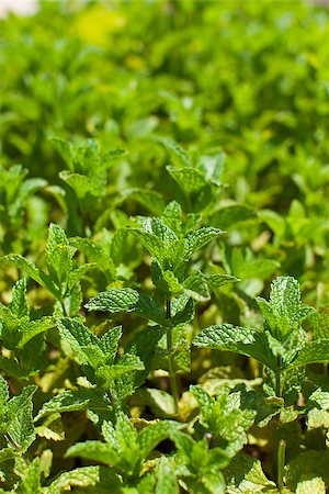 simsearch:400-06531157,k - close-up of fresh green mint plant in the garden Foto de stock - Royalty-Free Super Valor e Assinatura, Número: 400-08313912
