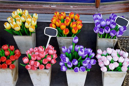 Wooden tulips in Amsterdam, Netherlands Stock Photo - Budget Royalty-Free & Subscription, Code: 400-08313926