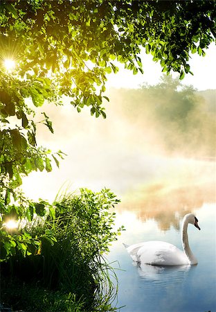 simsearch:400-08817566,k - White swan on river in the morning Photographie de stock - Aubaine LD & Abonnement, Code: 400-08334036