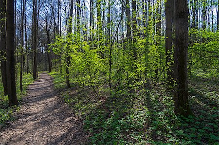 simsearch:400-08348471,k - A nice footpath in spring forest in backlight. Stockbilder - Microstock & Abonnement, Bildnummer: 400-08334077