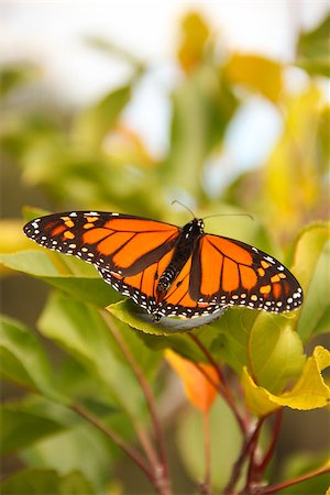 Beautiful orange butterfly sitting on a fruit tree. Captured in Australia. Foto de stock - Super Valor sin royalties y Suscripción, Código: 400-08334357