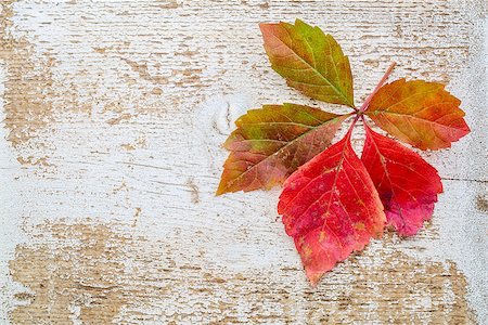 vine leaf in fall colors against weathered white painted barn wood with a copy space Stock Photo - Budget Royalty-Free & Subscription, Code: 400-08334410