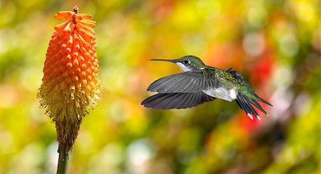 Hummingbird (archilochus colubris) in flight with tropical flower over yellow background Stock Photo - Budget Royalty-Free & Subscription, Code: 400-08334429