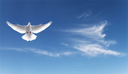 flying pigeon - White Holy Dove flying in the sky panoramic view Stock Photo - Budget Royalty-Free & Subscription, Code: 400-08334436